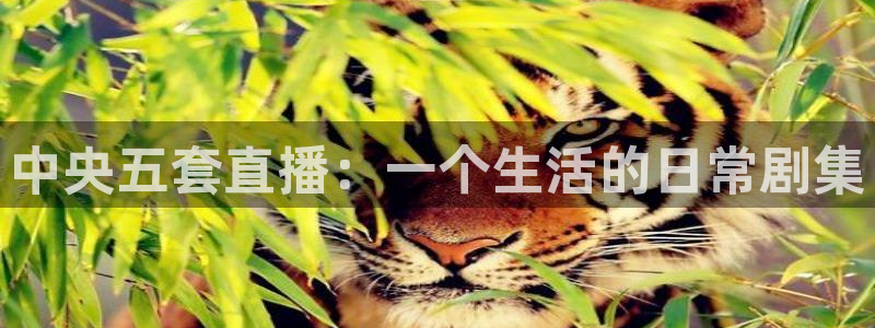 斗球直播官网：中央五套直播：一个生活的日常剧集